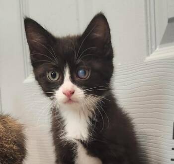 Salvador -  Domestic Short Hair Cat for Adoption in Golden, Colorado - Salvador | PetCurious