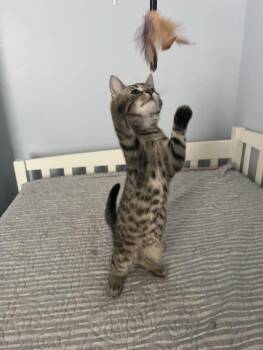 Taco (Kitty) -  Domestic Short Hair Cat for Adoption in Ashville, Ohio - Taco (Kitty) | PetCurious