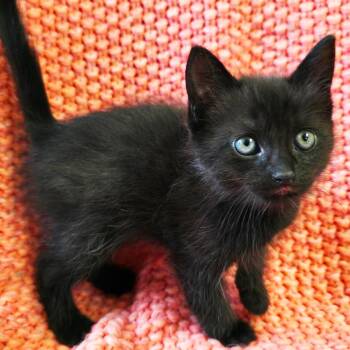 Crow -  Domestic Short Hair Cat Available for Adoption in Mt. Juliet, Tennessee - Crow | PetCurious