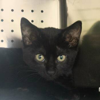 Lightning Bug -  Domestic Short Hair Cat for Adoption in Asheville, North Carolina - Lightning Bug | PetCurious