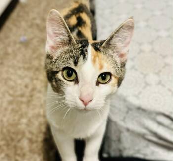 Rescue Domestic Short Hair Cats for Adoption in Mansfield, Texas - Mia | PetCurious