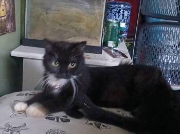 Rescue Domestic Medium Hair and Tuxedo Cats for Adoption in Lemont, Illinois - Abby | PetCurious