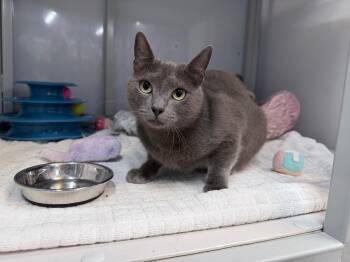 Cantina Chicken Burrito -  Domestic Short Hair Cat for Adoption in Raleigh, North Carolina - Cantina Chicken Burrito | PetCurious
