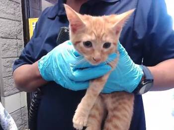 FLORA -  Domestic Short Hair Cat for Adoption in Tulsa, Oklahoma - FLORA | PetCurious