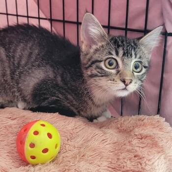 Chevy Chase -  Domestic Short Hair Cat for Adoption in Grand Island, Nebraska - Chevy Chase | PetCurious