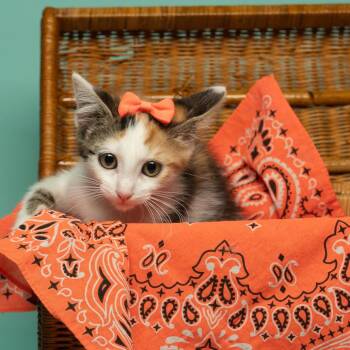Lola -  Domestic Medium Hair Cat for Adoption in Tipton, Indiana - Lola | PetCurious