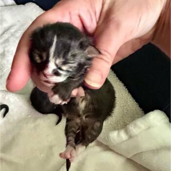 Shera - River Yellow collar -  Domestic Medium Hair Cat for Adoption in Moses Lake, Washington - Shera - River Yellow Collar | PetCurious