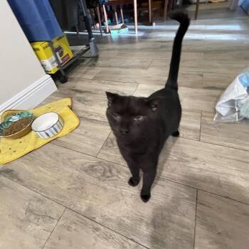 Raven -  Domestic Short Hair Cat for Adoption in Boston, Massachusetts - Raven | PetCurious