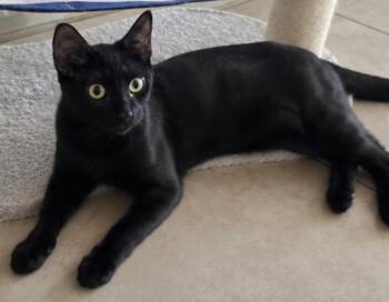 Misha -  Domestic Short Hair Cat for Adoption in Hudson, New Hampshire - Misha | PetCurious