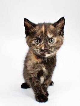 Chanel -  Himalayan and Domestic Short Hair Cat for Adoption in Morton Grove, Illinois - Chanel | PetCurious