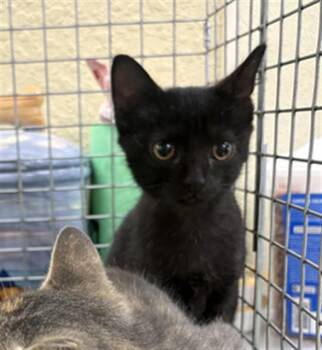BROOKE -  Domestic Short Hair Cat for Adoption in Fort Myers, Florida - BROOKE | PetCurious