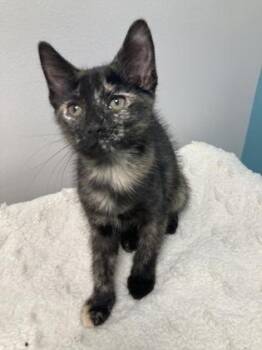 Cider -  Domestic Short Hair Cat for Adoption in Janesville, Wisconsin - Cider | PetCurious