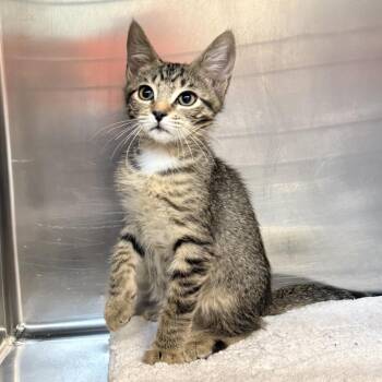 Frog -  Domestic Short Hair Cat for Adoption in Palm Springs, California - Frog | PetCurious