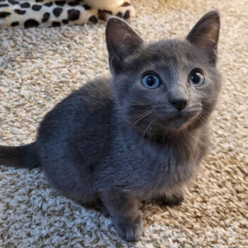 Rescue Domestic Short Hair and Russian Blue Cats for Adoption in Houston, Texas - Hawk | PetCurious