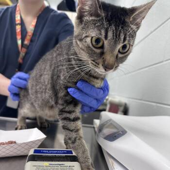 Taylor -  Domestic Short Hair Cat for Adoption in Chattanooga, Tennessee - Taylor | PetCurious