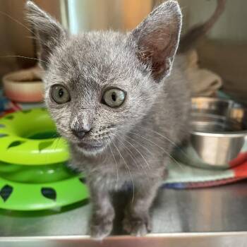 Apparition 31 -  Domestic Short Hair Cat for Adoption in Austin, Texas - Apparition 31 | PetCurious