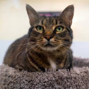 Suzie -  Domestic Short Hair Cat for Adoption in Prince Frederick, Maryland - Suzie | PetCurious