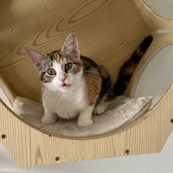 Rescue Domestic Short Hair Cats for Adoption in Gibsonia, Pennsylvania - Bristol | PetCurious