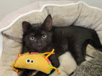 BOO -  Domestic Short Hair Cat for Adoption in Santa Clara, California - BOO | PetCurious