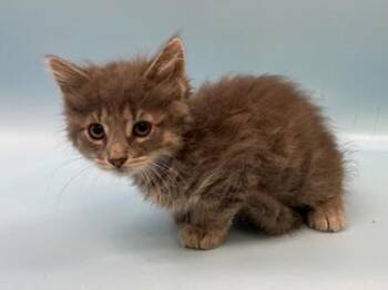 Frozone -  Domestic Short Hair Cat for Adoption in Woodbury, Minnesota - Frozone | PetCurious
