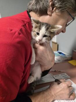 Rescue Domestic Short Hair Cats for Adoption in Metamora, Illinois - Charmeleon | PetCurious