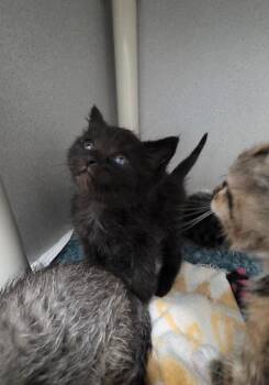 Domestic Short Hair Cats Available for Adoption in Seattle, Washington - Alfie | PetCurious