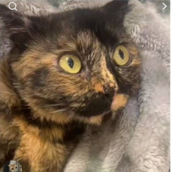 Rescue Domestic Short Hair Cats for Adoption in Merrifield, Virginia - Naveen Kuwait | PetCurious