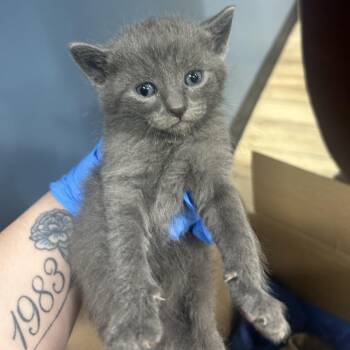 Domestic Short Hair Cats Available for Adoption in Newark, New Jersey - Pumpkin | PetCurious