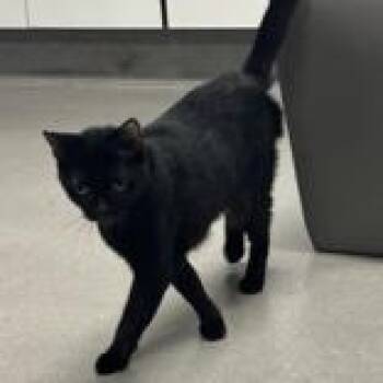 Lynn -  Domestic Short Hair Cat for Adoption in Hilliard, Ohio - Lynn | PetCurious