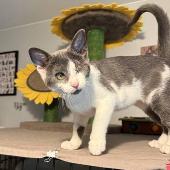 Liliana - SO Affectionate -  Domestic Short Hair Cat for Adoption in South Lyon, Michigan - Liliana - SO Affectionate | PetCurious