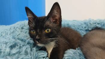 Zuri -  Domestic Short Hair Cat for Adoption in Cullowhee, North Carolina - Zuri | PetCurious