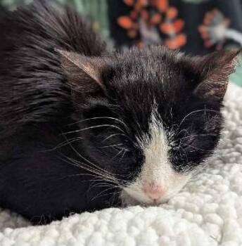 Thumbelina -  Domestic Short Hair Cat for Adoption in Ogden, Utah - Thumbelina | PetCurious