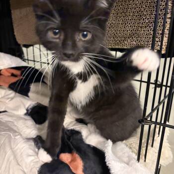 Robyn -  Domestic Short Hair Cat Available for Adoption in Cleveland, Ohio - Robyn | PetCurious