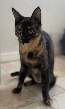 Rescue Tortoiseshell and Devon Rex Cats for Adoption in Palo Alto, California - Ravioli | PetCurious