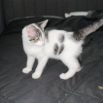 Oatmeal -  Domestic Short Hair Cat for Adoption in Medina, Ohio - Oatmeal | PetCurious