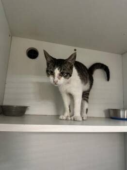 Despereaux -  Domestic Short Hair Cat for Adoption in Palm Coast, Florida - Despereaux | PetCurious