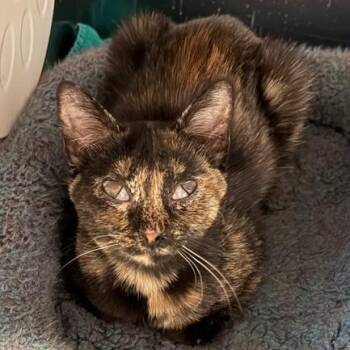 Domestic Short Hair Cats Available for Adoption - Tulip | PetCurious