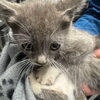 Rescue Domestic Medium Hair Cats for Adoption in Spring Hill, Kansas - Alice | PetCurious