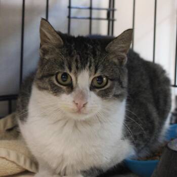 Domestic Short Hair Cats Available for Adoption - Zesty | PetCurious