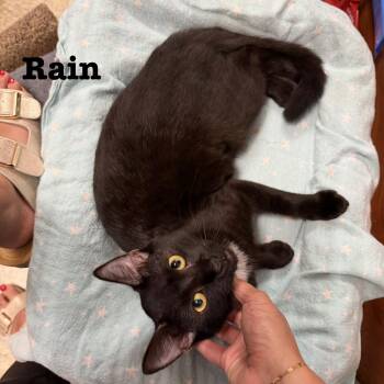 Rain -  Domestic Short Hair Cat for Adoption in Hazlet, New Jersey - Rain | PetCurious