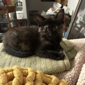 Lottie -  Domestic Short Hair Cat for Adoption in Spokane, Washington - Lottie | PetCurious