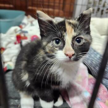 Curry -  Domestic Short Hair Cat Available for Adoption in Middletown, Ohio - Curry | PetCurious