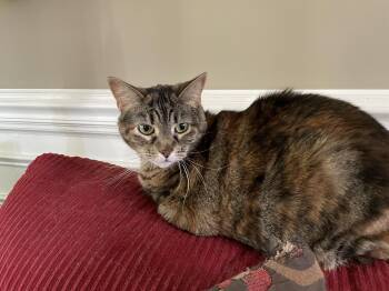Rescue Domestic Short Hair Cats for Adoption in Memphis, Tennessee - CC | PetCurious