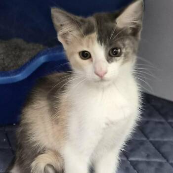 Mina -  Domestic Short Hair Cat for Adoption in Las Cruces, New Mexico - Mina | PetCurious