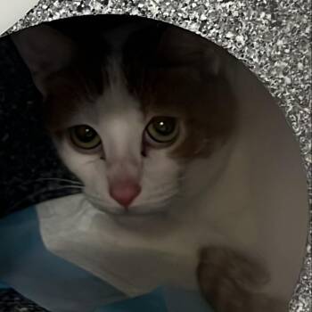 Aideen -  Domestic Short Hair Cat for Adoption in Salt Lake City, Utah - Aideen | PetCurious