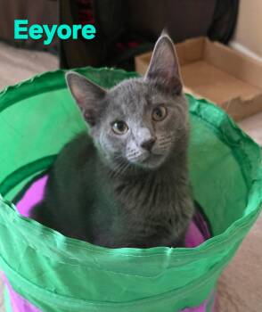 Eeyore -  American Shorthair Cat for Adoption in Albuquerque, New Mexico - Eeyore | PetCurious
