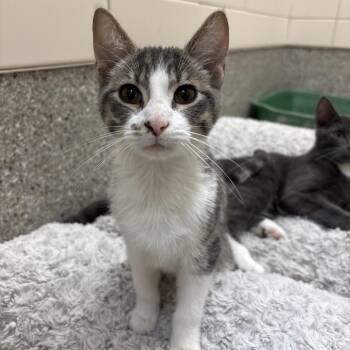 Legend -  Domestic Short Hair Cat for Adoption in Detroit Lakes, Minnesota - Legend | PetCurious