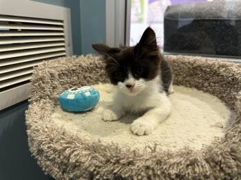 Rescue Domestic Short Hair Cats for Adoption in Santa Clara, California - BLANCHE | PetCurious
