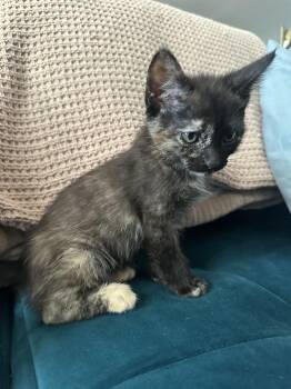 Tortoiseshell Cats Available for Adoption - Clove  | PetCurious