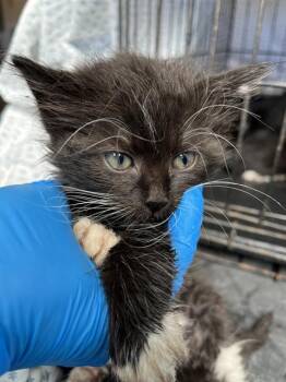 Domestic Medium Hair Cats Available for Adoption in Chula Vista, California - A271547 | PetCurious